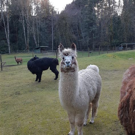 MILLSTREAM MINIATURE LLAMAS (2026) All You Need to Know BEFORE You Go ...