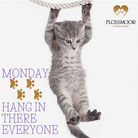 Flossmoor Animal Hospital