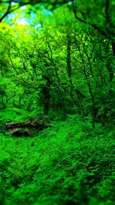 Wallpaper Desktop Hd by Forest Background Hd Wallpaper For Android Apk Wallpaper Desktop Hd