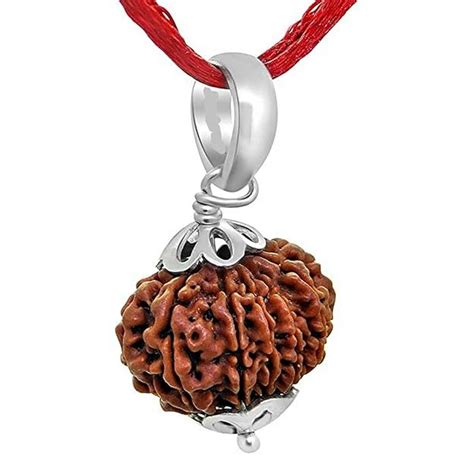 HaridwarDivine 12 Mukhi Rudraksha Brown Certificate Lab Test & X-ray R