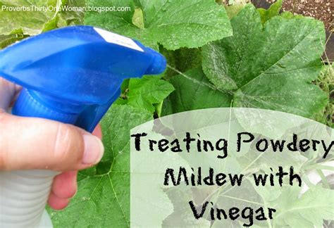 Treating Powdery Mildew with Vinegar - Proverbs 31 Homestead