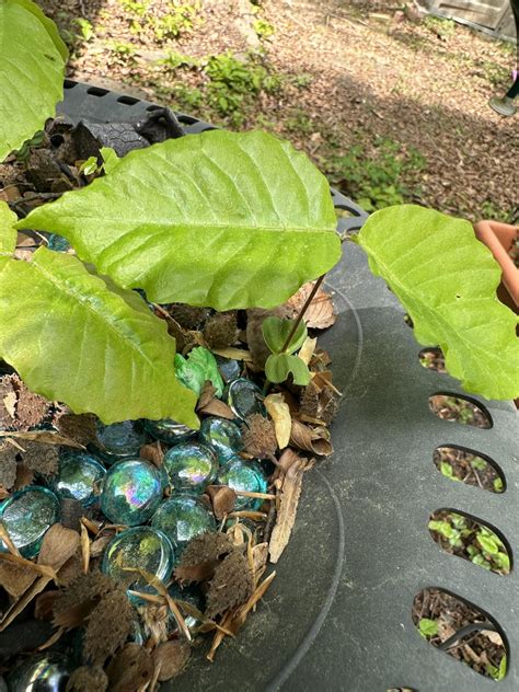 Baby beech or poison ivy? (Southern Maryland) : r/whatisthisplant