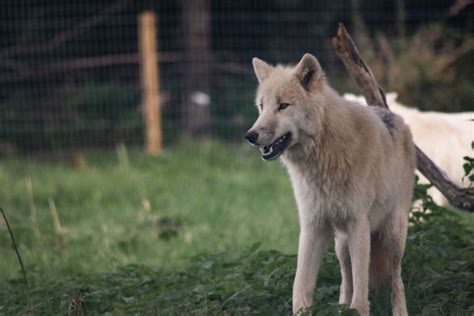 Arctic Wolves 的图像结果