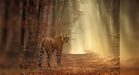 Dudhwa National Park to reopen on November 15; helicopter service in ...