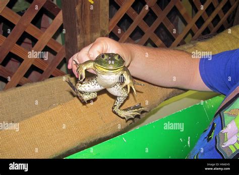 Image result for Frog Jumping Contest