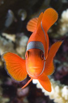 Image result for Poisson Clown