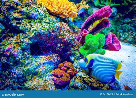 Coral Reef and Tropical Fish Stock Photo - Image of blue, bubbles: 54174428