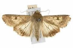 Image result for Insect DNA Barcoding