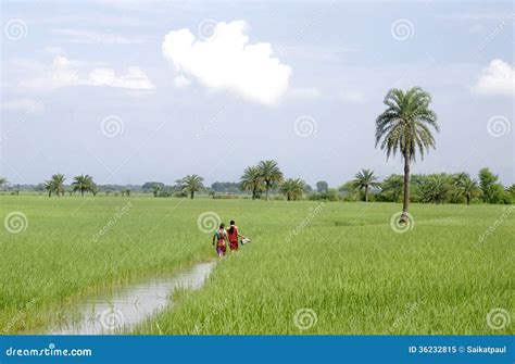 West Bengal Agriculture editorial image. Image of field - 36232815 - agriculture in west bengal