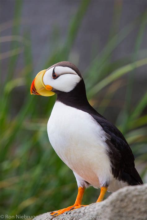 Where to Find Puffins in Scotland - Owlcation