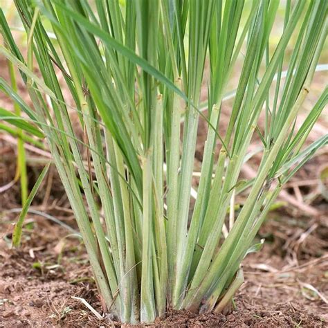 Lemongrass vs citronella what repels mosquitoes the best – Artofit