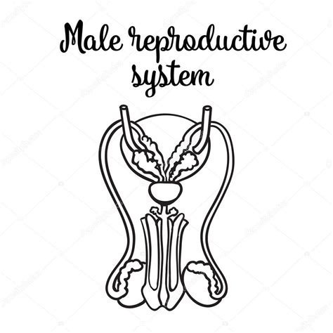 Image vectorielle Système reproducteur masculin par ©Sabelskaya - 114195836