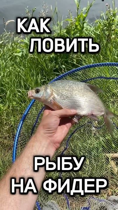 Как ловить рыбу на фидер? #рыбалка #fishing #фидер #feeder #carpfishing ...