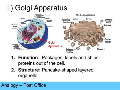 PPT - Cell Organelles Analogy PowerPoint Presentation, free download ...
