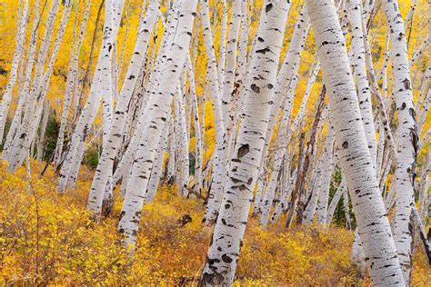 Colorado Fall Aspens