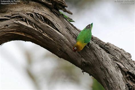 Image result for Inseparable De Fischer