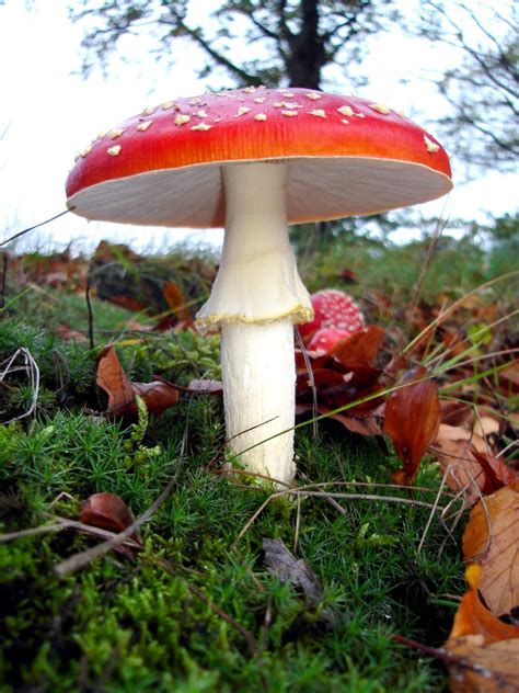 Image result for Mushroom Huge Dataset Classification Python
