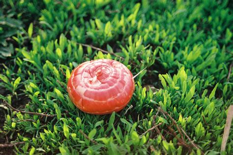 Image result for Alien Plants in Seed Woman