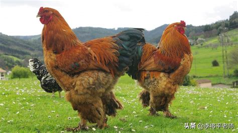 棕色哥伦比亚婆罗门母鸡这些鸡高清图片下载-正版图片504414584-摄图网