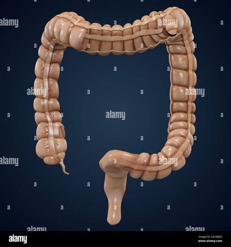 large intestine anatomy cutaway colon layout. 3D rendering Stock Photo - Alamy