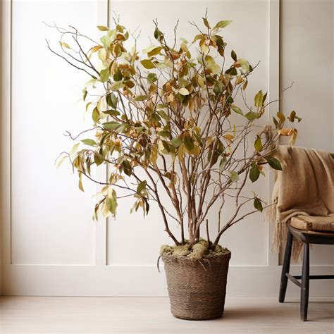 17 Evergreen Trees to Grow in Pots for Indoor and Outdoor Spaces