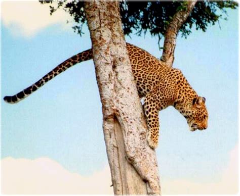 Sportsfield Durbanville South Africa 的图像结果