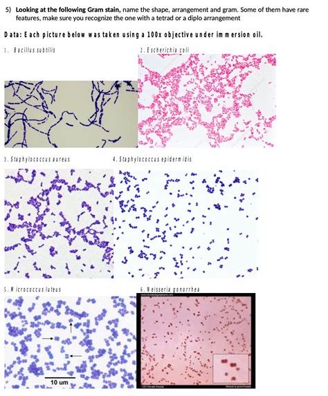 Gram Stain For Staphylococcus Epidermidis