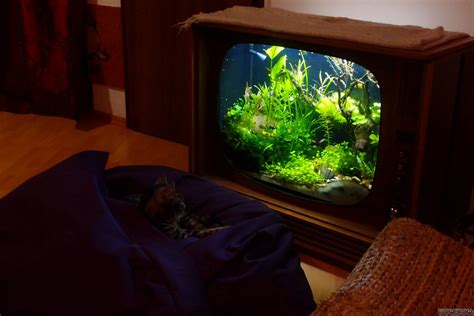 Bildergebnis für fire tv aquarium