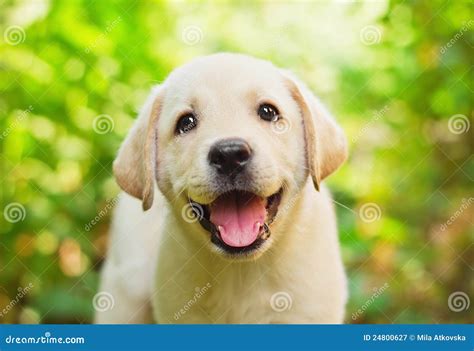 Cute Golden Labrador Puppies