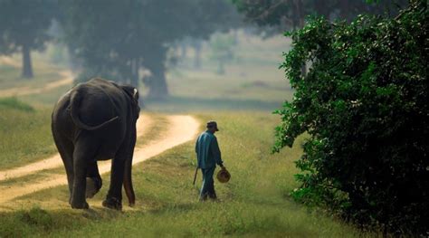 The Protectors Of The Forest | Nature inFocus