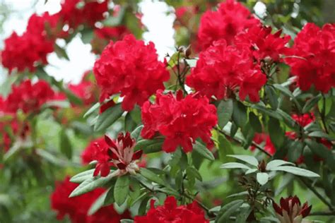 The Most Eco-Friendly Way to Source Buransh Flowers | Nirvana Organic ...