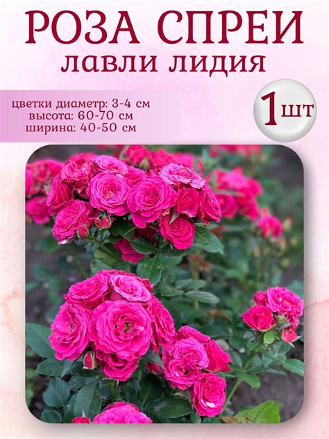 Розы спреи, многолетние цветы, 1 шт купить на OZON по низкой цене ...