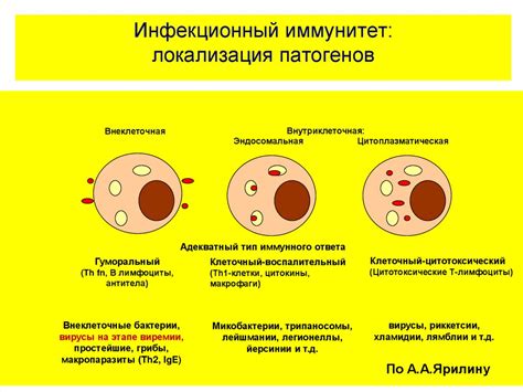 Цикл 2 «Клиническая иммунология». Занятие №1. Типы иммунных ответов ...