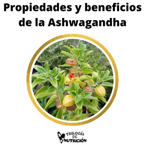 Conoce las propiedades y beneficios de la Ashwagandha.