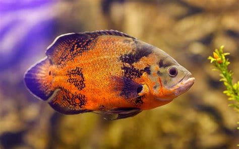 Do Oscar Fish Eat Snails 的图像结果