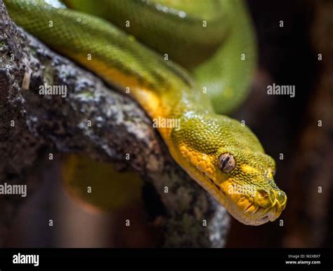 Image result for Macro Python