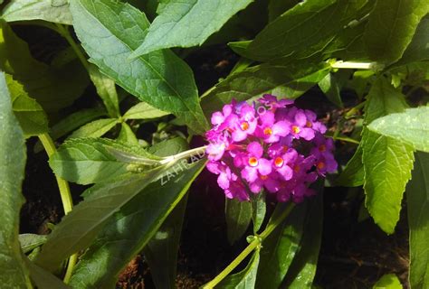 Motýlí keř, Komule Davidova 'Tutti Frutti' ( Free Petite®) - Buddleja ...