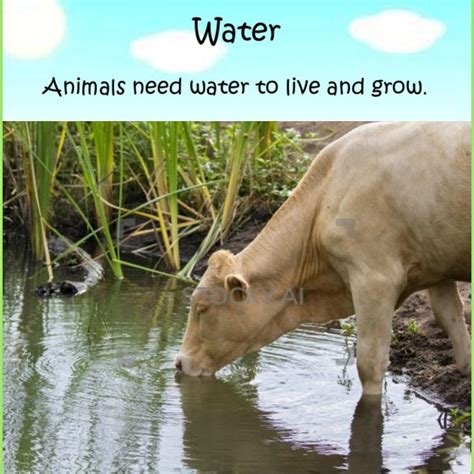 What Animals Need: Water for Survival