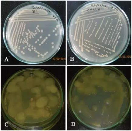 Characterization of extracellular polymeric substance producing ...