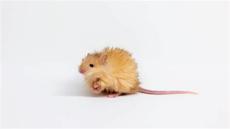 Scientists accidentally created the cutest mouse in the world | Mashable