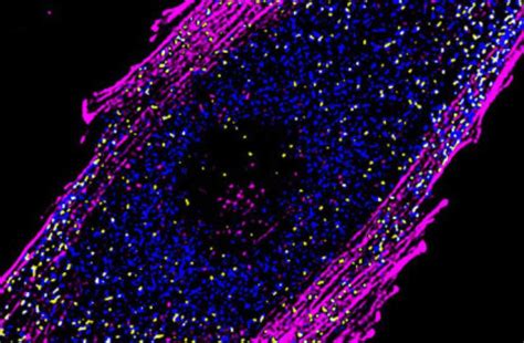 Image result for Molecular Bioengineering