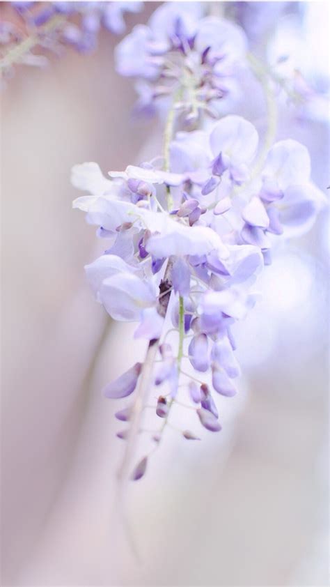 Light Purple Flower Backgrounds