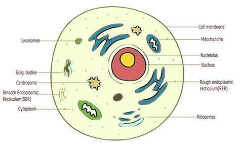 Animal Cell Biology 的图像结果