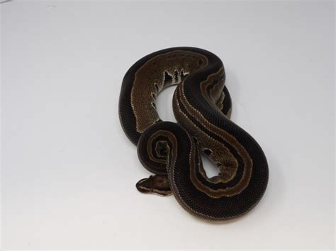 Image result for D Stripe Ball Python