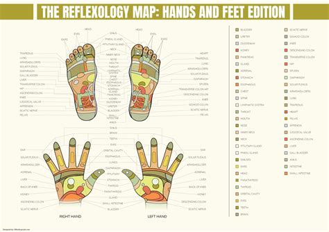 Free Reflexology Charts (Foot, Face, Ear, Hand)
