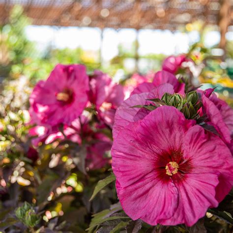 Dinnerplate Hibiscus | Summer plants, Hibiscus, Showy flowers