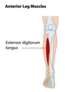 Image result for Extensor Digitorum Longus Tendonitis