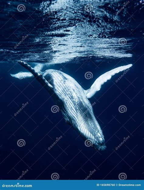 fun animal in: Do Whales Have Gills