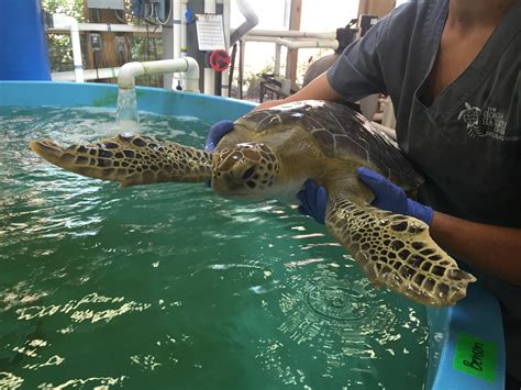 Breed Rescue Protect | SEA LIFE Charlotte - Concord Aquarium