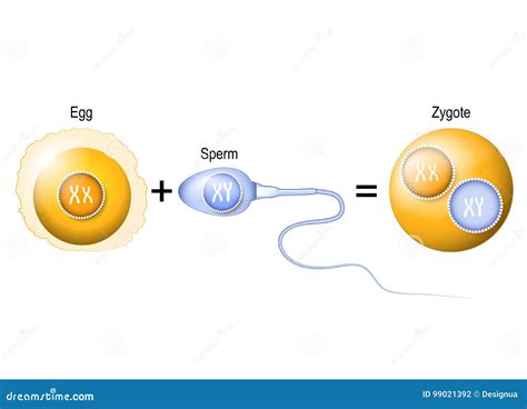 Human Egg, Sperm and Zygote Stock Vector - Illustration of infertility, development: 99021392